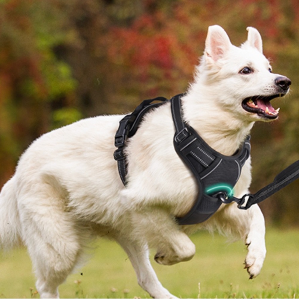 Rabitgoo No Pull Harness for Dogs. Size Small